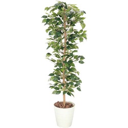 人工植物　ベンジャミン　高さ１７００