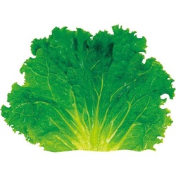 ユニバース フィルムシート グルメシート グリーンリーフ 丸大