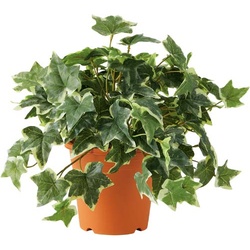 人工植物　斑入りアイビー　高さ３２０　４個セット