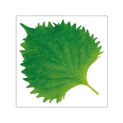 ユニバース フィルムシート グルメシート 大葉 角 85×85