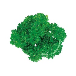 ユニバース フィルムシート グルメシート 抗菌パセリ 丸