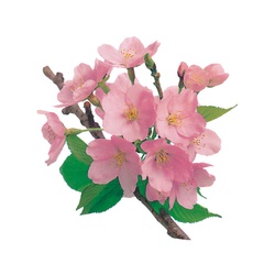 ユニバース フィルムシート グルメシート 桜 丸