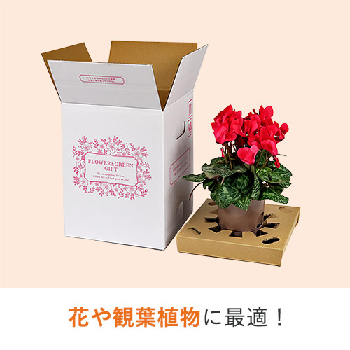 フラワーギフト 発送BOX（鉢押えセット）【宅配80サイズ