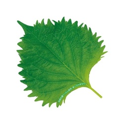 ユニバース フィルムシート グルメシート 抗菌大葉 丸