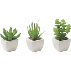 人工植物　多肉植物３種セット