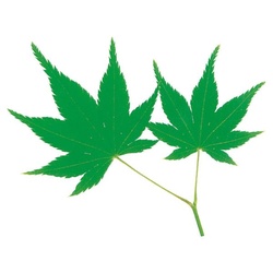 ユニバース フィルムシート グルメシート 青もみじ 丸