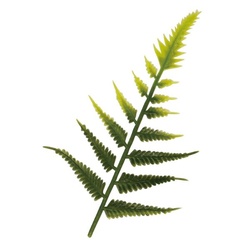 大黒工業 造花 おせちウラジロ小