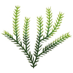 大黒工業 造花 たちかずら2色