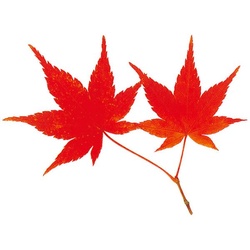 ユニバース フィルムシート グルメシート 赤もみじ 丸