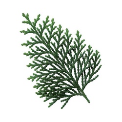 ユニバース フィルムシート グルメシート 桧葉 丸