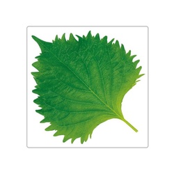 ユニバース フィルムシート グルメシート 大葉 角中 85×100