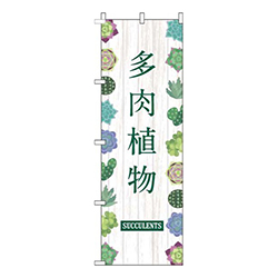 多肉植物白木目緑