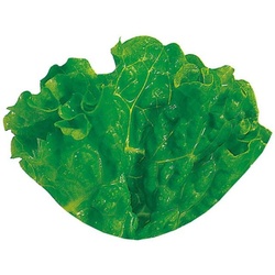 ユニバース フィルムシート グルメシート グリーンリーフS 丸小