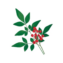 ユニバース フィルムシート グルメシート 南天 丸