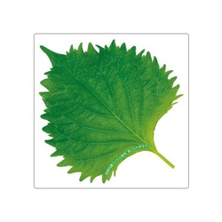 ユニバース フィルムシート グルメシート 抗菌大葉 角 85×85