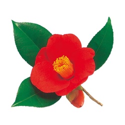 ユニバース フィルムシート グルメシート 椿 丸