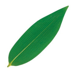 ユニバース フィルムシート グルメシート 熊笹 S 丸小